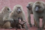 Kinh hoàng khỉ ném cháu bé 4 tháng tuổi từ sân thượng xuống đất ở Ấn Độ