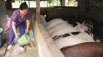 Lào Cai: Giá lợn hơi tăng, người chăn nuôi bắt đầu có lãi