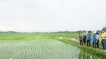 Thái Nguyên: Chú trọng sản xuất lương thực vụ mùa giảm lượng, tăng chất