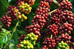 Giá cà phê hôm nay 2/8: Arabica giảm mạnh, Robusta ngắt đà tăng