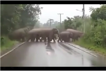 Clip: Chú voi cúi đầu cảm ơn tài xế ôtô vì đã nhường đường