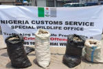 Hải quan Nigeria thông báo bắt 3 người Việt nghi buôn lậu vẩy tê tê
