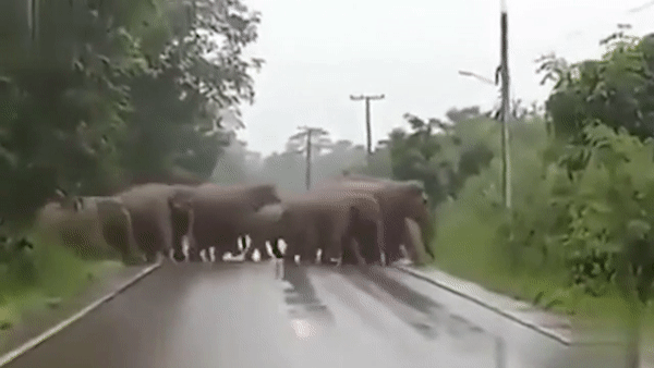 Clip: Chú voi cúi đầu cảm ơn tài xế ô tô vì đã nhường đường