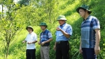 Hà Giang có hơn 1.500ha cây cam bị vàng lá, khô đầu cành