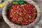 Giá cà phê hôm nay 8/8: Giá cà phê trong nước tăng thêm 500 đồng/kg