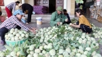 Nông dân Bắc Giang phấn khởi vì na bán được giá, tiêu thụ thuận lợi