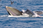 Cá voi liên tục xuất hiện tại vùng biển Đề Gi: Tín hiệu tốt hay xấu?