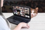 Xôn xao chuyện nữ giáo viên bị sa thải vì để mèo xuất hiện trong buổi dạy trực tuyến