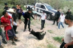 Mexico dậy sóng vì vụ gấu con bị tra tấn và giết hại