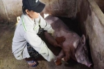 Quảng Ngãi: Lợn chết hàng loạt sau khi tiêm vắc-xin