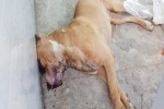 Vụ nữ chủ nhà bị chó Pitbull cắn tử vong: Tiêu hủy con chó 'phản chủ'