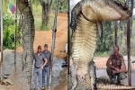 Bắt được 'quái vật huyền thoại' cá sấu siêu to khổng lồ dài 4,5 m, nặng 450 kg, người đàn ông gây tranh cãi dữ dội