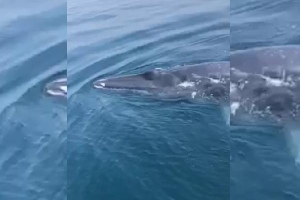 Cá voi bất ngờ xuất hiện trên vùng biển Thanh Hóa