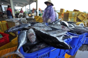 Ngư dân miền Trung hối hả bán cá trước giờ bão Noru đổ bộ