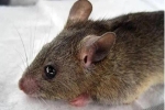 Virus lây từ chuột, gây sốt xuất huyết lạ và điếc 1/4 bệnh nhân đang lan đáng ngại