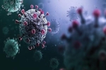 Giới khoa học cảnh báo virus giống corona 'có thể sẽ lây sang người'