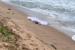 Phát hiện 5 thi thể chưa rõ lai lịch trôi dạt vào bờ biển Phú Quốc
