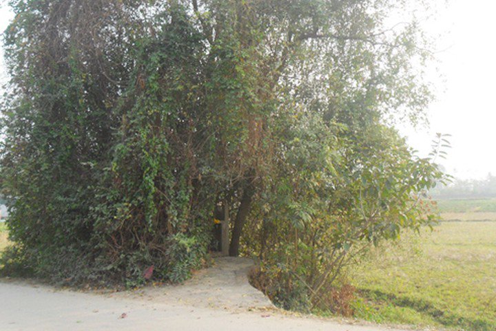 ​ Ngôi mộ nằm ở nơi cây cối rậm rạp.