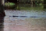Cá sấu bơi giữa phố tại Orlando sau bão Ian