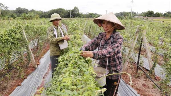 Bắc Giang: Người dân thu nhập cao từ hoa sâm Nam núi Dành