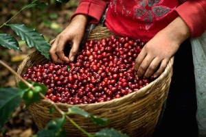 Giá cà phê hôm nay 6/10: Cà phê trong nước hồi phục 100 đồng/kg
