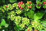 Giá cà phê hôm nay 8/10: Nguồn cung dồi dào cản trở sự tăng giá phục hồi của robusta