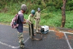 CLIP: Bắt sống con trăn gấm dài hơn 4m đang quấn chặt một con khỉ tại Bán đảo Sơn Trà