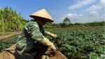 Củ ấu được mùa, nông dân Phú Thọ tất bật chèo thuyền thu hoạch từ sáng sớm