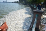 Khi nào hồ Tây mới chấm dứt tình trạng cá chết hàng loạt?