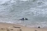 Phát hiện một thi thể trôi dạt vào bờ biển