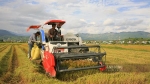 Gạo Điện Biên - đặc sản trên cánh đồng Mường Thanh chưa phát huy giá trị