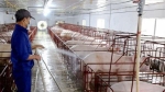 Phòng, chống bệnh dịch tả lợn châu Phi tại Lạng Sơn: Phòng bệnh từ xa, khoanh vùng từ sớm