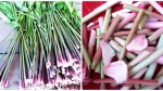 Cây mọc dại tưởng nhổ vứt đi, không ngờ là món đặc sản nổi tiếng thơm ngon ở Điện Biên, 50.000 đồng/kg