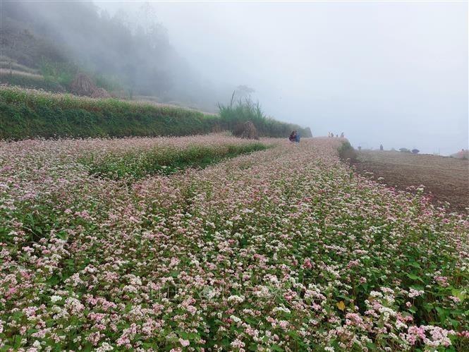 Những vườn hoa tam giác mạch tại Cao nguyên đá Đồng Văn (Hà Giang) là điểm đến thu hút du khách trong và ngoài nước. 