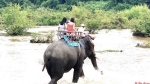 Đắk Lắk chuyển đổi mô hình du lịch cưỡi voi sang mô hình du lịch thân thiện với voi