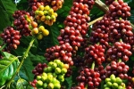 Giá cà phê hôm nay 14/11: Giá cà phê nhân trong nước từ 40.000 đồng/kg