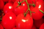Ăn siêu thực phẩm cà chua, da đẹp, mắt sáng, chống ung thư