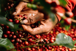 Giá cà phê hôm nay 16/11: Cà phê trong nước giảm 400 đồng/kg
