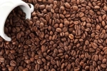 Giá cà phê hôm nay 17/11: Giá cà phê robusta sẽ hồi phục mức 2.000 USD