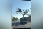 Clip: Ngỡ ngàng với cách người đàn ông giữ thăng bằng cho cây trong lúc vận chuyển