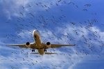Máy bay Vietnam Airlines hư hỏng liên tục vì gần 100 lần va phải chim