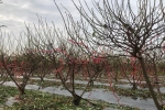 Người trồng đào ở Hà Nội tất bật tuốt lá chuẩn bị cho vụ Tết Quý Mão 2023