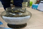 Giết rắn hổ chúa nặng gần 10 kg, người phụ nữ bị khởi tố