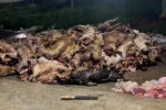 Trang trại bốc cháy, hơn 1.000 con lợn bị lửa thiêu sống