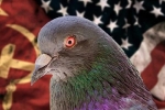 Chiến tranh Lạnh: CIA huấn luyện chim để theo dõi Liên Xô như thế nào?