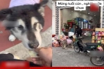 Độc lạ Việt Nam: Được mừng tuổi 10 nghìn, chú chó tự động tới hàng tạp hóa mua sữa chua ăn cho mát ruột