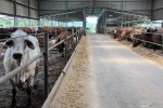 Xử phạt một trang trại nuôi bò 60 triệu vì sử dụng chất cấm trong chăn nuôi
