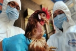 Tỷ lệ tử vong do virus H5N1 lên tới 60%