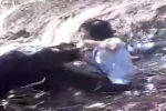 Vụ 2 nữ sinh đánh nhau túi bụi ở vườn dừa: Phó Giám đốc Công an tỉnh Sóc Trăng lên tiếng