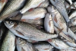 Giai đoạn chế biến cá ủ chua có thể sản sinh độc tố Botulinum